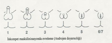 -47- ġekil 2.5: ADS de klinik sınıflamasında kullanılan dış genital yapının görünümüne dayalı derecelendirme sistemi (a).