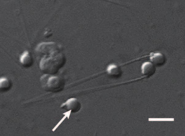 4 ekil 2.2 Zebra balı ı (Danio rerio) spermatozoonunun ı ık mikroskobundaki görüntüsü (Hagedorn ve ark., 2009) 2.1.2.3.