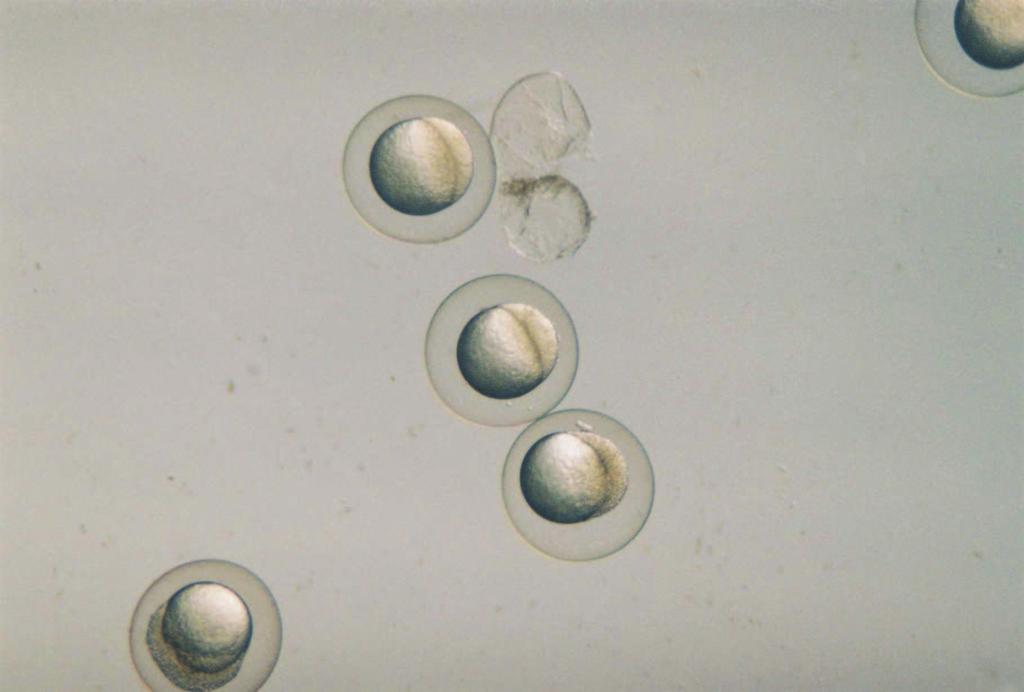 47 4.4.1. Kontrol Grubu Embriyo Geli imine Ait Bulgular Kontrol grubuna ait embriyo geli imi stereo ve invert mikroskop kullanılarak 12 ve 72. saatler arasında incelenmi tir.