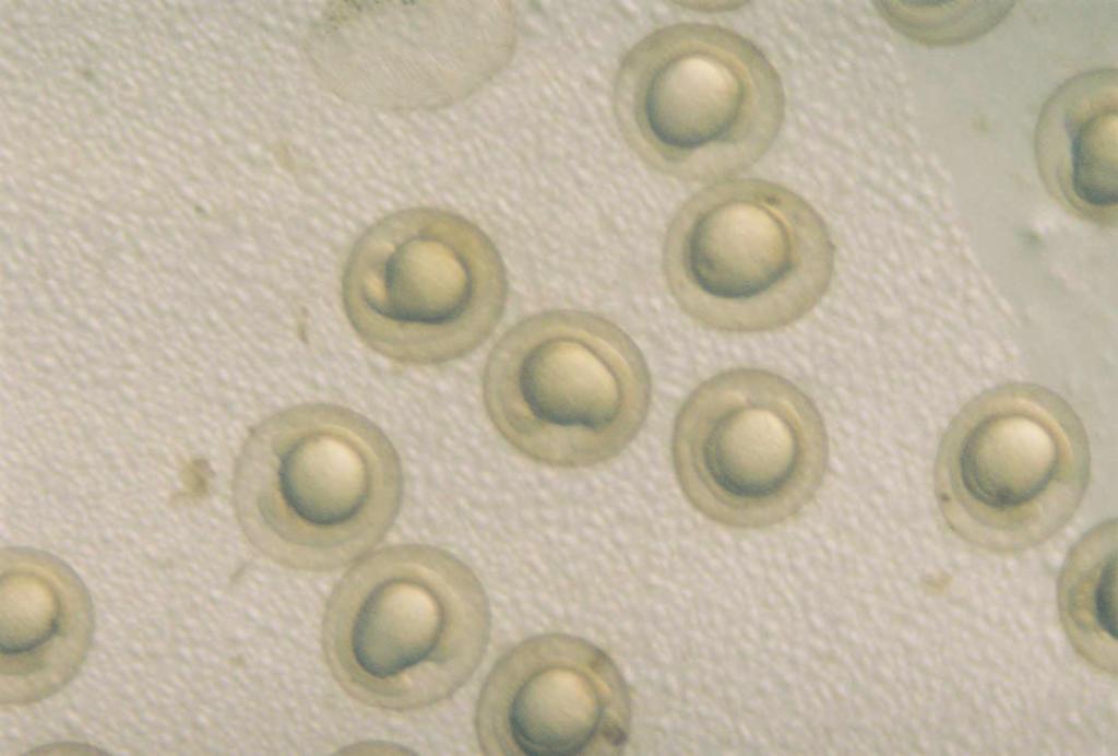 Kontrol grubuna ait embriyoların stereo mikroskopta yapılan incelemelerinde fertilizasyondan 3 saat sonra hücre bölünmeleri geçirerek 1000 hücre sahfasına ula tı ı tespit edilmi tir ( ekil 4.4).
