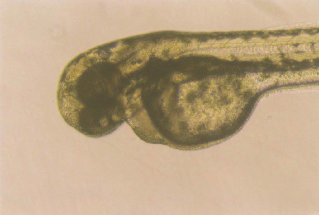 6 Kontrol grubu embriyoda notokord (n) (60. saat) x10 Kontrol grubuna ait embriyoda 72.