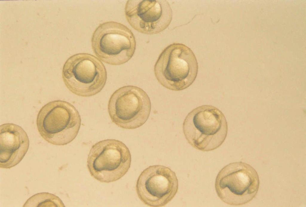 49 Kontrol grubu embriyoların stereo mikroskopta yapılan