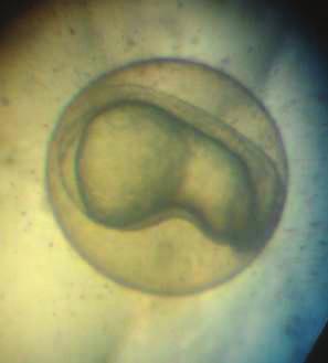 50 4.4.2. Diploit Ginogen Embriyo Geli imine Ait Bulgular Diploit ginogen gruba ait embriyo geli imi stereo ve invert mikroskop kullanılarak 12. ve 72.