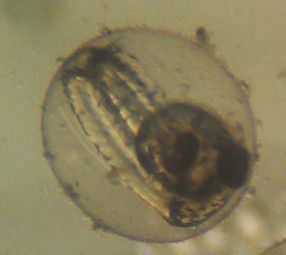 günlerde yapılan incelemelerde diploit ginogen larvaların geli iminde anormallik gözlemlenmemi tir. embriyo geli imine ait foto raflar verilmi tir.