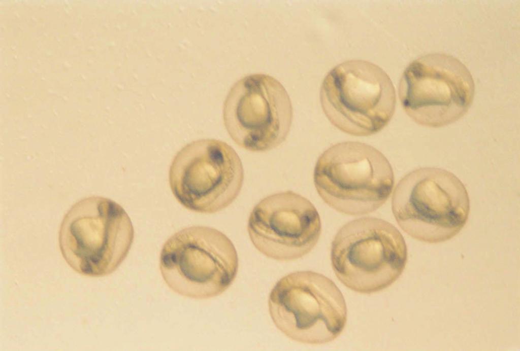 51 Diploit ginogen embriyoların fertilizasyondan sonraki 75.
