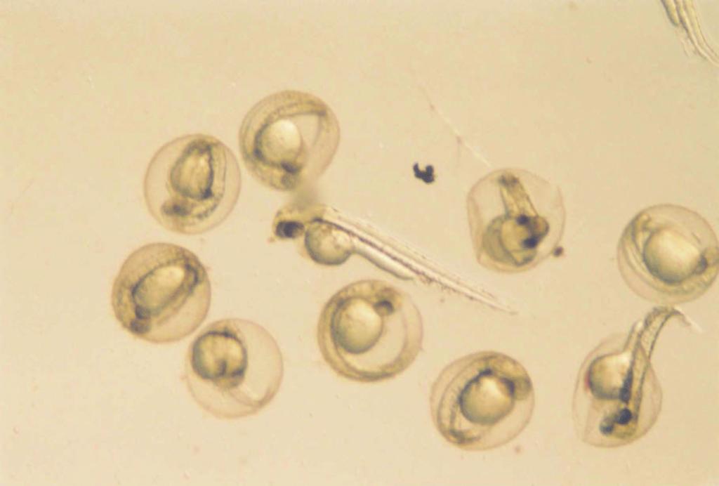 normal geli im gösteren embriyoların yanı sıra geli im sürecinde anormallikler ( ekil 4.