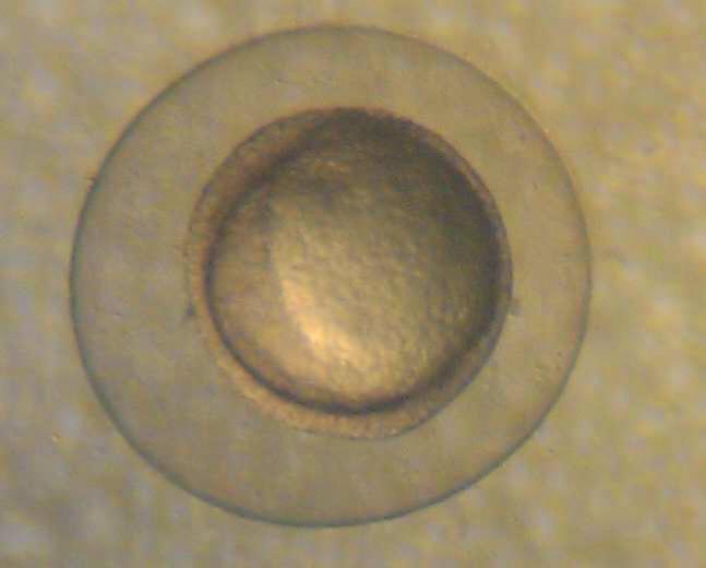 53 4.4.3. Haploit Embriyo Geli imine Ait Bulgular Haploit ginogen gruba ait embriyo geli imi stereo ve invert mikroskop kullanılarak 12. ve 72. saatler arasında incelenmi tir.