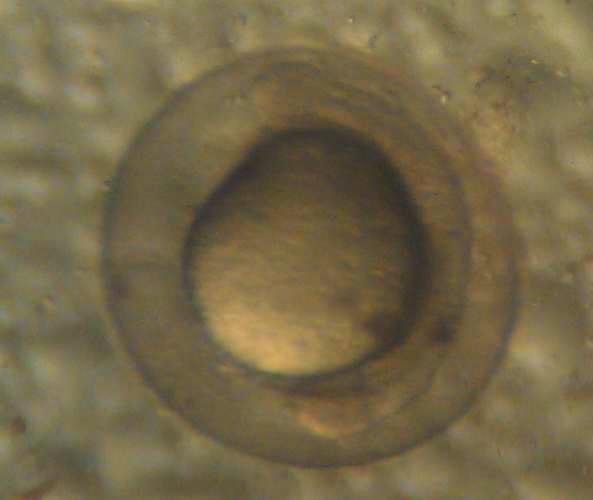günün sonunda tüm larvaların öldü ü gözlemlenmi tir. ekil (4.16) da haploit embriyoda fertilizasyondan sonraki 14. saatte stereo mikroskopta embriyonun yapısı gösterilmi tir. ekil 4.