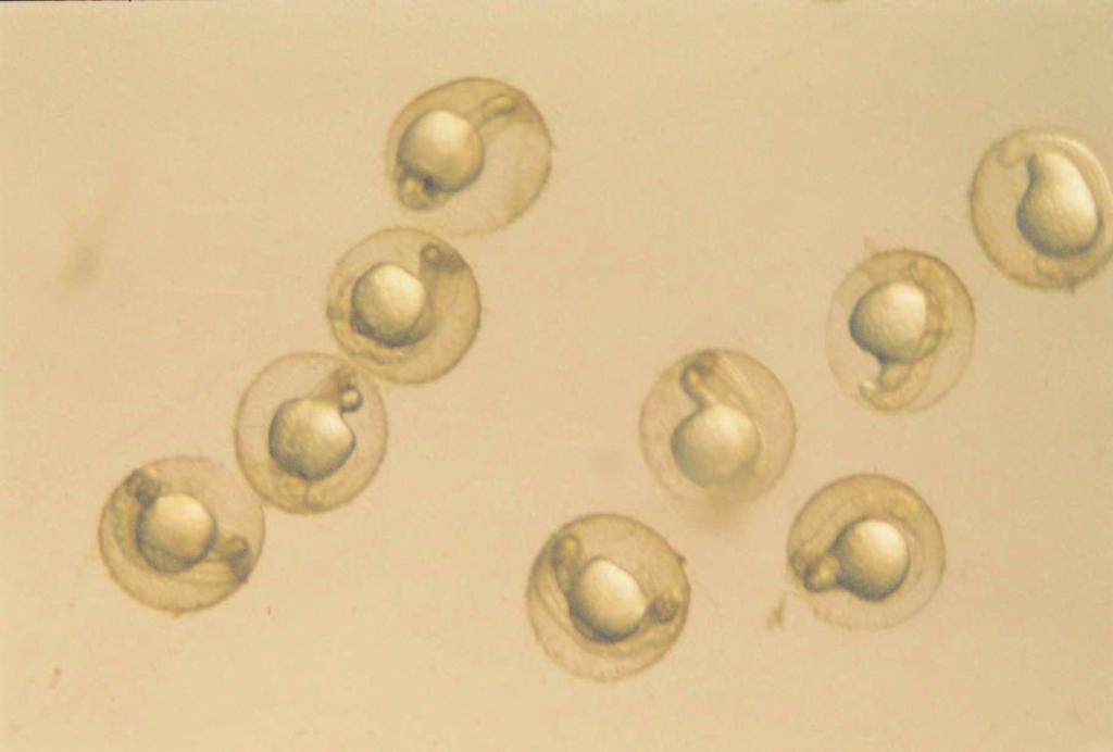 18 Haploit embriyoda kalp (k) yeri ve perikardiyal bo luk (pb) (55. saat) x4 Fertilizasyondan sonraki 70.