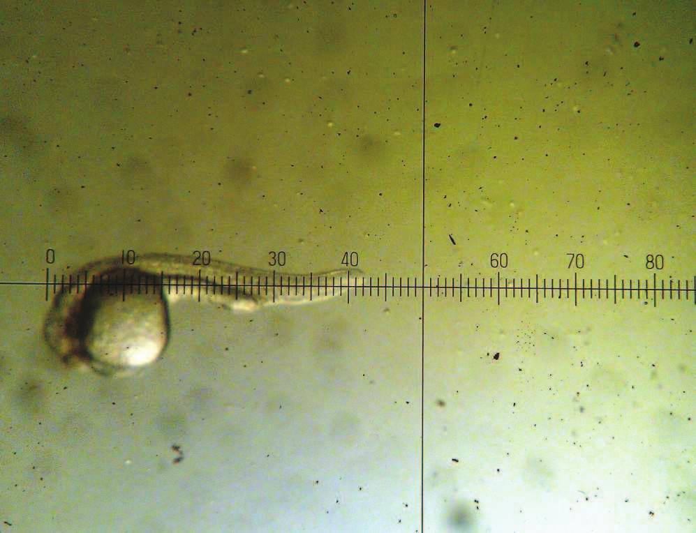 saatte stereo mikroskopta yapılan incelemelerde larvalarda yüzme aktivitesinin oldu u tespit edilmi tir.