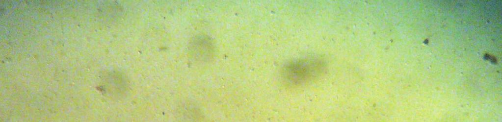 uzunlu u 1277 µm olarak ölçülmü tür ( ekil