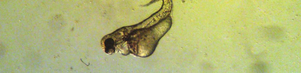 24 Haploit ginogen larvanın genel görünümü