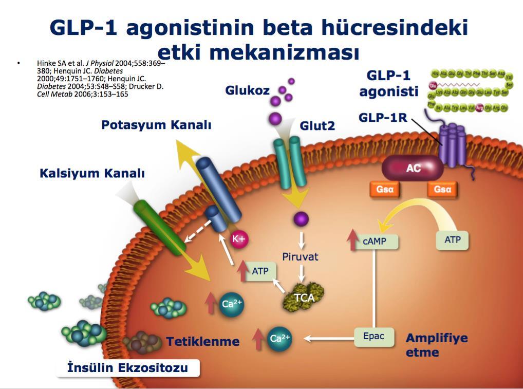 GLP-1