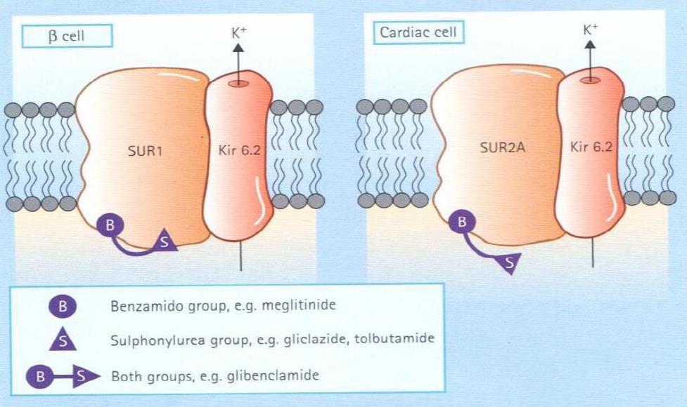 Tolbutamid ve Gliclazid SUR 1 e spesifiktir; kardiyak hücredeki SUR