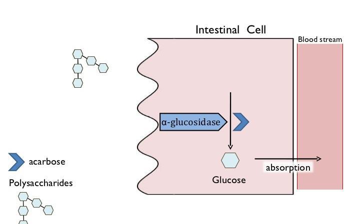 α- Glukozidaz