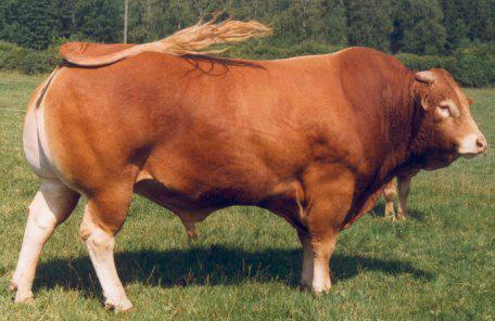 Limuzin sığır ırkı hayvanlarda ergin dişi hayvanlarda canlı ağırlık 600-700 kg erkeklerde ise 900-1000 kg ortalamasındadır. 3.3.6. Red Angus Resim 3.5: Limousin Angus ırkı tipik siyah bir ırktır.