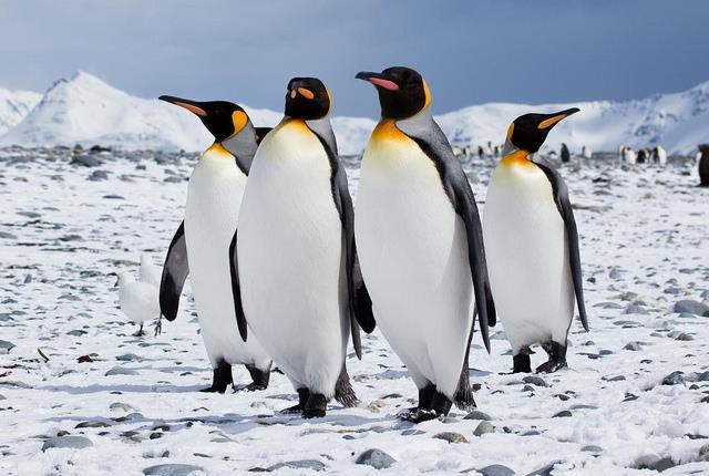 Penguenler, Antartika ya 5000 yıl boyunca, 7 milyon kg dan fazla yüksek