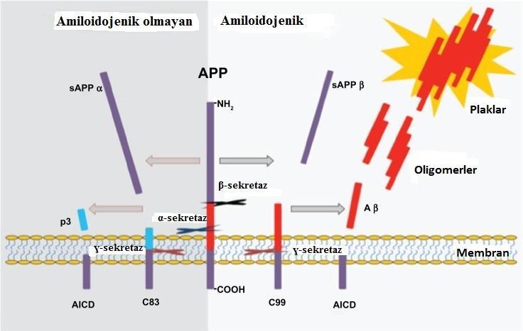 12 bir fonksiyonu olduğunu düşündürmektedir. APP mutasyonları, ya toplam amiloid β üretimini ya da daha amiloidojenik form olan amiloid β 42 üretimini artırır (56, 57).