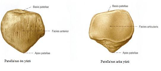 Os patella: İnsan vücudununen büyük sesamoid kemiğidir. M. quadriceps femoris'in tendonu içinde bulunur (Ozan 2004, Stranding 2008, Arıncı ve Elhan 2014).