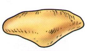 Patella kıkırdağı vücudun en kalın kıkırdağıdır. Yaklaşık olarak 4-5 mm kalınlığındadır.