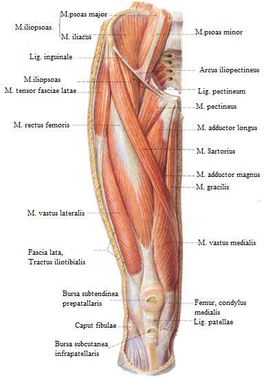 geçerek eklem kapsülünde ve tibia ile fibula da sonlanır.