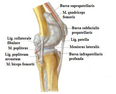 İç tarafta bulunan bursalar Bursa subtendinea musculi gastrocnemii medialis Bursa anserina Bursa musculi semimembranosi Lig. collaterale tibiale ile os femur arasında M. semitendinosus ile m.