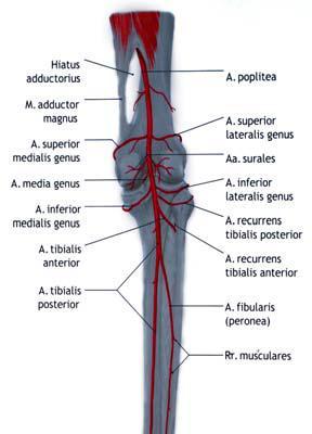 Şekil 1.14. Art. genus'un kanlanması(putz ve Pabst 2001) Art. genus'un innervasyonun.femoralis, n. tibialis, n. peroneus communis ve n.