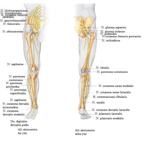 Kutanöz sinirler arasında en önemli olanın.saphenus'tur. N. saphenus, n. femoralis'in devamı olup m. sartorius ve m.