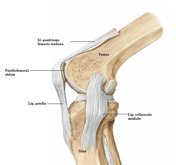 1. 1. 5. Patellofemoral Eklem Anatomisi Patella, m. quadriseps femoris tendonu içinde olup, art. genus'un ön kısmında yerleşmiştir.