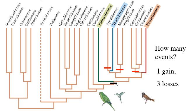 Kuşlardaki şarkı öğrenme evrimi Kaç olay vardır?