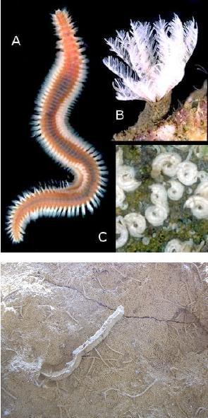 Deniz kurtları yuva (iz) fosilleri Başlangıç spiralleri Şekil 3.