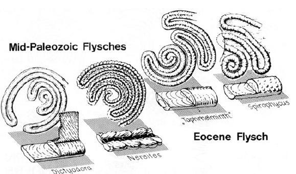 Başlangıç spiralleri ve sonradan gelen belirlenmiş spiralleri olan geometrik olarak benzer durumları, eski derin deniz ortamında