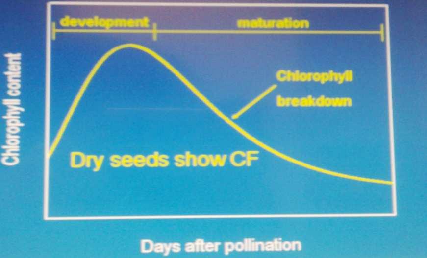 Gelişme Olgunlaşma Klorofil miktarı Kuru tohumlarda KF Klorofil parçalanması Tozlanmadan sonraki gün sayısı Şekil 2.