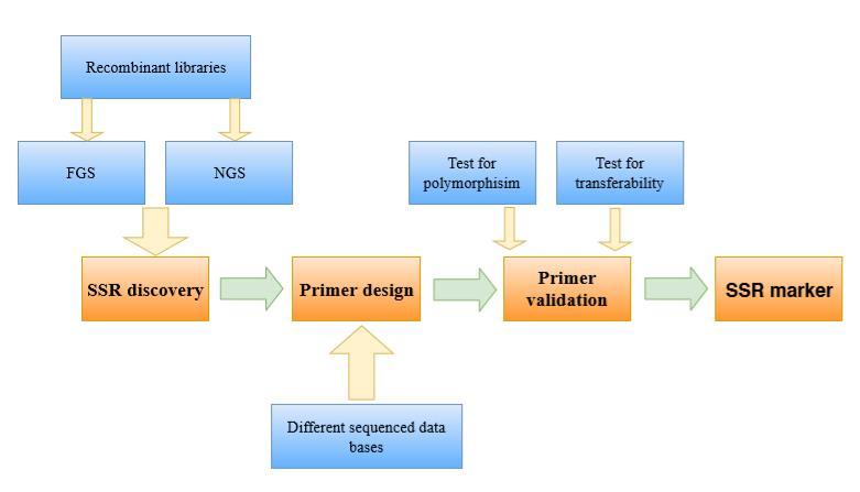 Figure 1. Workflow of SSR marker development Constructing enriched DNA libraries was the first step for getting the prior knowledge about SSR regions.