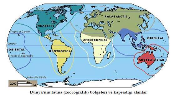 BÖLGE ÇEŞİTLERİ VE SİSTEMATİK YAPILARI Fauna bölgeleri (Zoocoğrafik bölgeler) Zoocoğrafîk