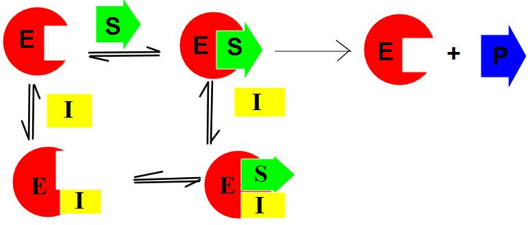7 Burada -SH grubu aktif bölgede bulunabildiği gibi, enzimin üç boyutlu yapısının oluşumunda etkili olan bir bölgesinde de yer alabilir. Şekil 1.3.