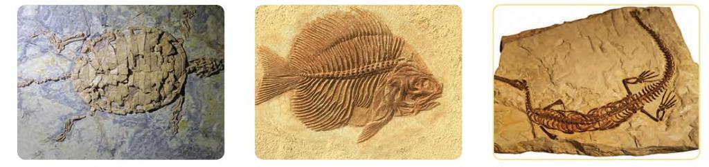Bu canlıların taşlaşmış olan kalıntıları fosil olarak adlandırılır.