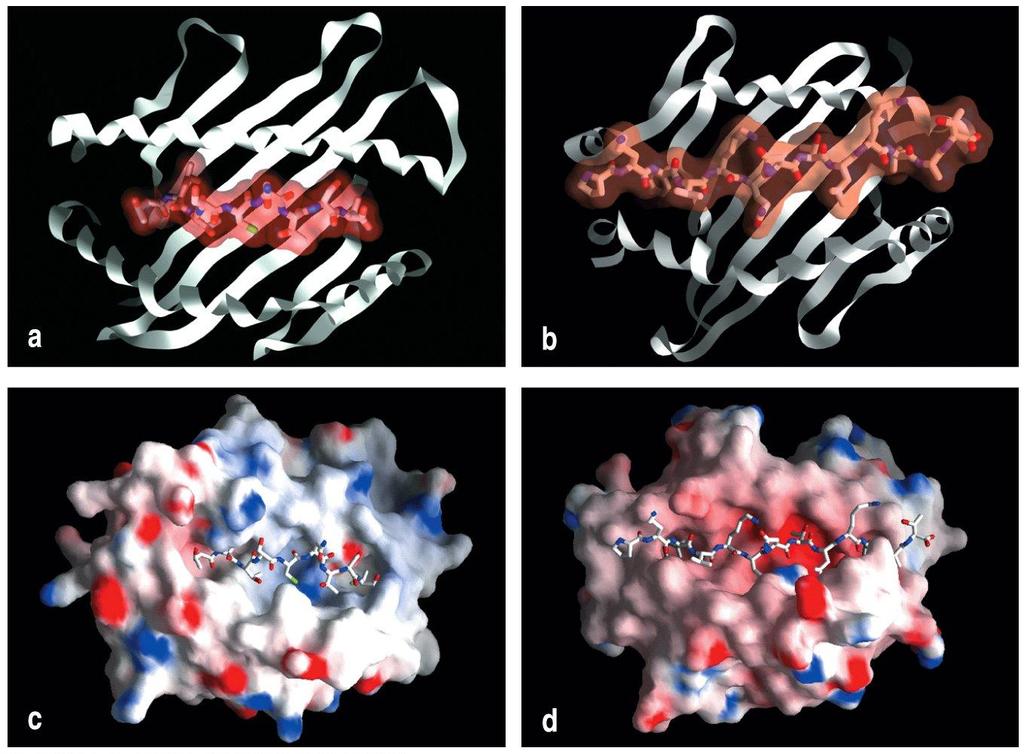 MHC I/peptid