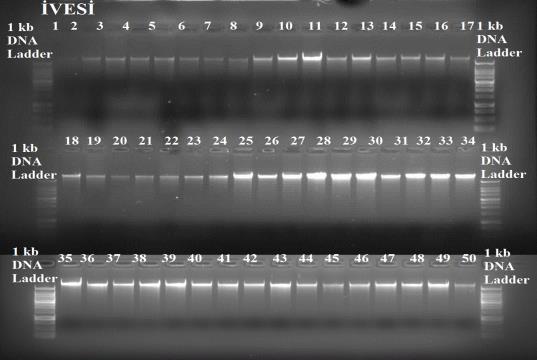 3. BULGULAR 3.1. DNA İzolasyonu bulguları Kit kullanılarak izole edilen DNA nın miktar ve kalite kontrolleri agaroz jelde ve nanodrop spektrofotometre ile yapılmıştır. 3.1.1. Agaroz Jel Elektroforez Bulguları DNA örnekleri %0,8 lik agaroz jelde yürütülerek DNA bantlarının varlığı incelenmiştir (Şekil 3.