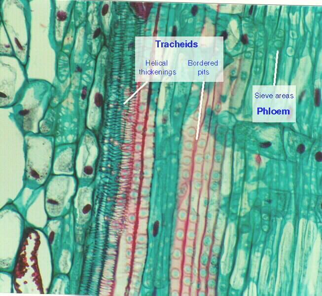 4.1 Damarlı bitkilerin ayırıcı özellikleri nelerdir? Odun borularında temel su iletim aracı trakeid hücreleridir.