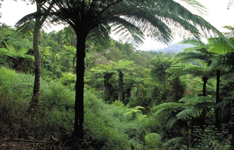 australis Ağaç eğreltileri http://www.we-du.com/images/plants/350/frndrydwf.