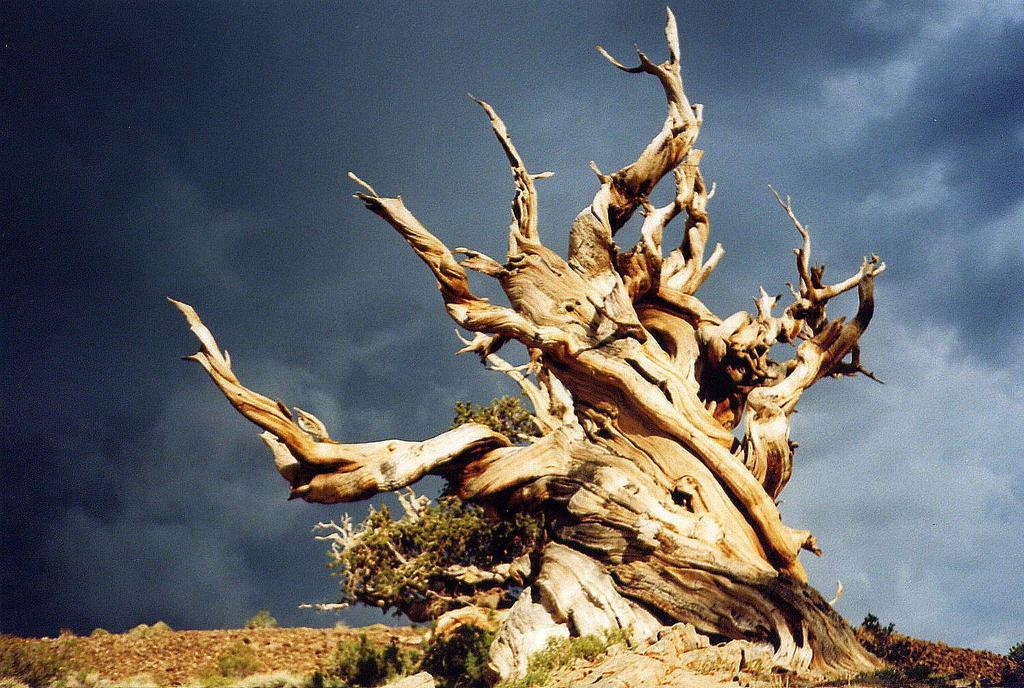 4800 yaşındaki Bristlestone çam ağacı