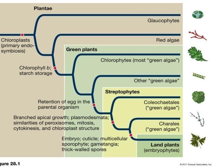 Glaukofitler Kloroplastlar Yeşil bitkiler Kırmızı algler Klorofitler (çoğu yeşil alg) Klorofil b Nişasta depolama Diğer yeşil algler Yumurtanın ebeveyn içinde tutulması Yukarı dallanarak büyüme;