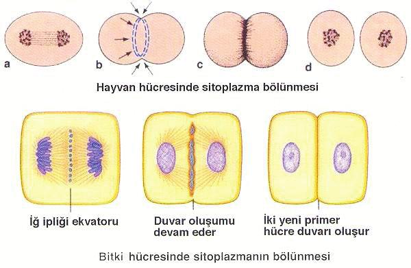 KONUNUN ÖZÜ 1. ÜNİTE Hücre Bölünmeleri MİTOZ HÜCRE BÖLÜNMESİ Mitoz bölünme geçirecek hücrede bazı değişiklikler olur; hücre içeriği jel haline geçer, metabolizma durur, çekirdeğin hacmi hızla büyür.