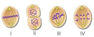 UGULAMA TESTİ 1 Hücre Bölünmeleri 6. 9. Bir bakterinin bölünerek çoğalması aşağıda gösterilmiştir.