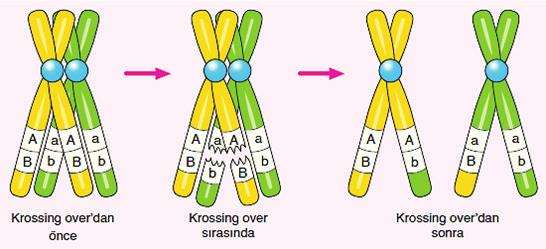KONUNUN ÖZÜ 1. ÜNİTE Mayoz Eşeyli Üreme Krossing Over Homolog kromozomların kardeş olmayan kromatitleri arasında gerçekleşen parça değişimi (gen değişimi) olayıdır. Krossing over ile, a.