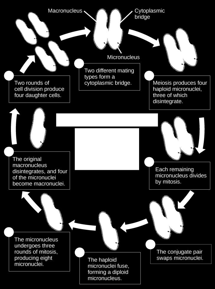 ) İki farklı birey bir araya gelir ve aralarında sitoplazmik köprü kurulur. 2 Küçük çekirdekler mayoz geçirir. Sonuçta haploit kromozomlu 4 küçük çekirdek oluşur.