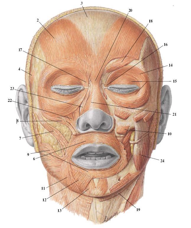 11 ve crista infratemporalisinden baģlar. Inferior baģı ise processus pterygoideus un lamina lateralisinin lateral yüzünden baģlar. Superior baģ discus articularis ve art.