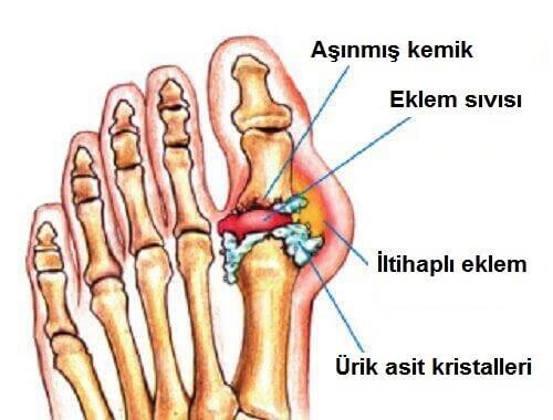 BOŞALTIM MADDELERİ Çoğu hayvan azotu birden fazla şekilde atar. İnsanlar genelde azotu üre ile atar. Nükleik asit ve kafein metabolizmasından ürik asit ortaya çıkar.