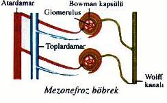 BOŞALTIM SİSTEMLERİ-Omurgalılar 2. Mezonefroz böbrek Kirpikli huni yerine Bowman kapsülü bulunur.